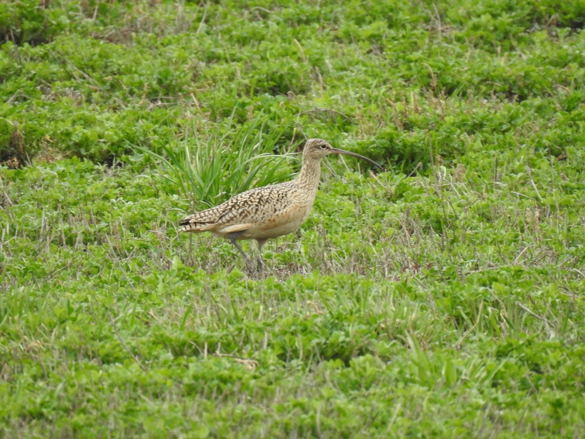 Long-billed Curlew - ML617234702