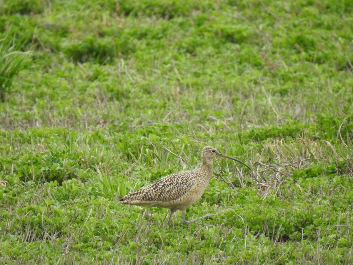 Long-billed Curlew - ML617234703