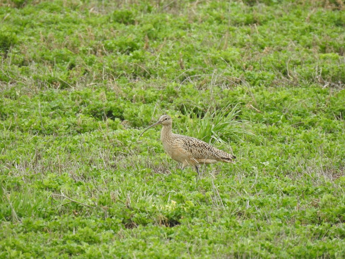 Long-billed Curlew - ML617234705