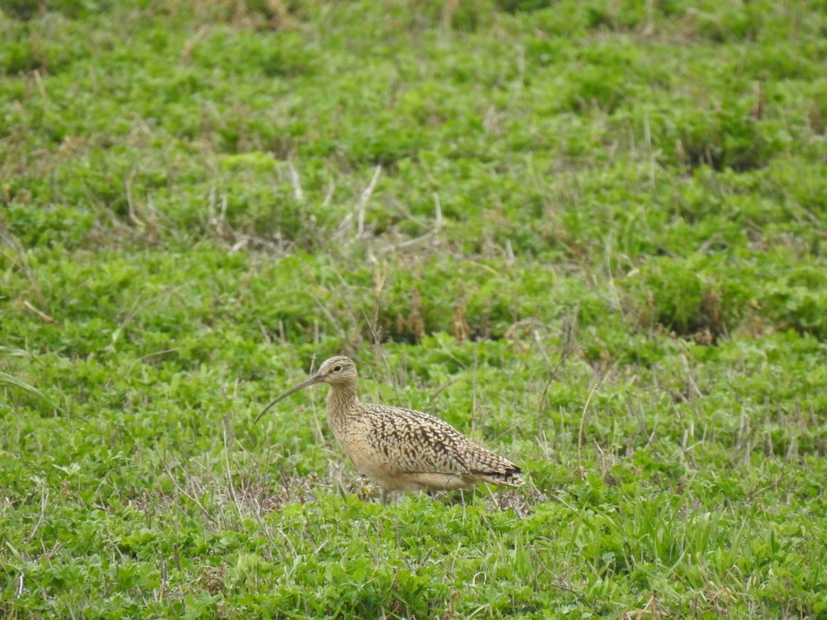 Long-billed Curlew - ML617234706