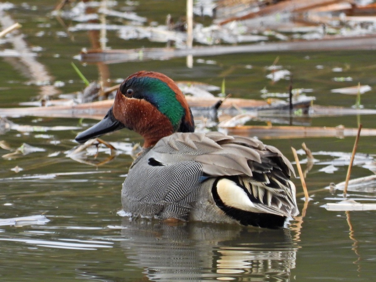 Green-winged Teal - ML617234723