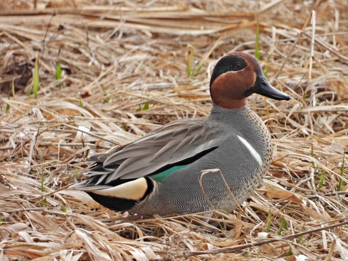 Green-winged Teal - ML617234724