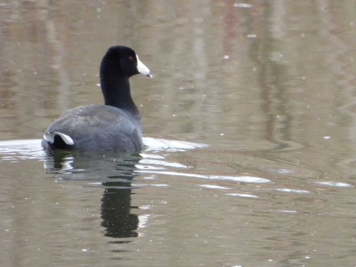 American Coot - Bonnie Lunde