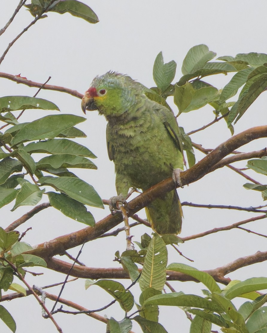 Red-lored Parrot - ML617234783
