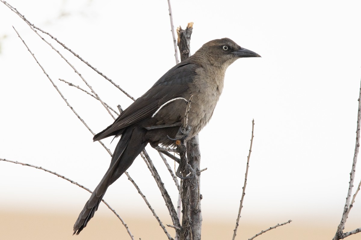 Great-tailed Grackle - Dylan Osterhaus