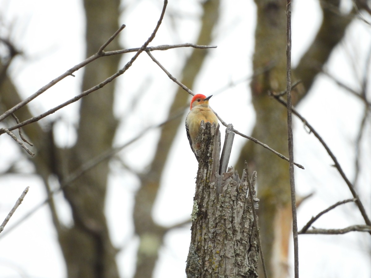 Red-bellied Woodpecker - ML617234823