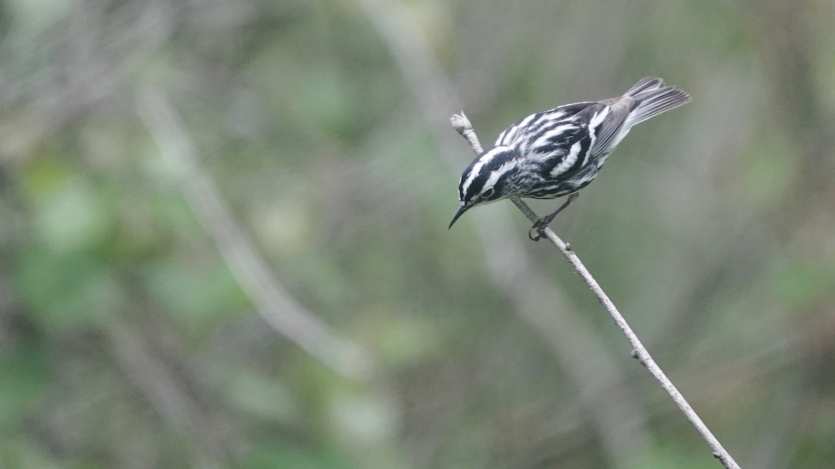 Black-and-white Warbler - ML617234842