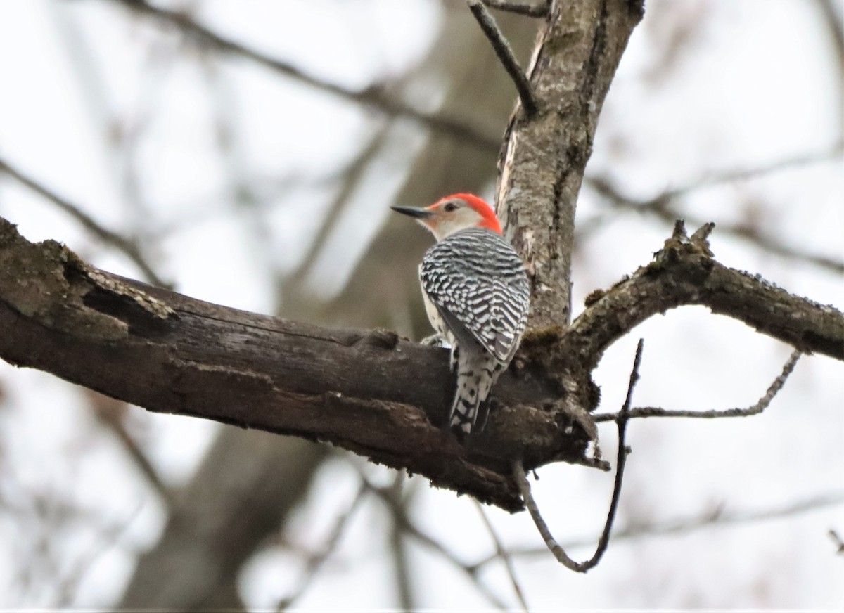 Red-bellied Woodpecker - Daniel Laforce