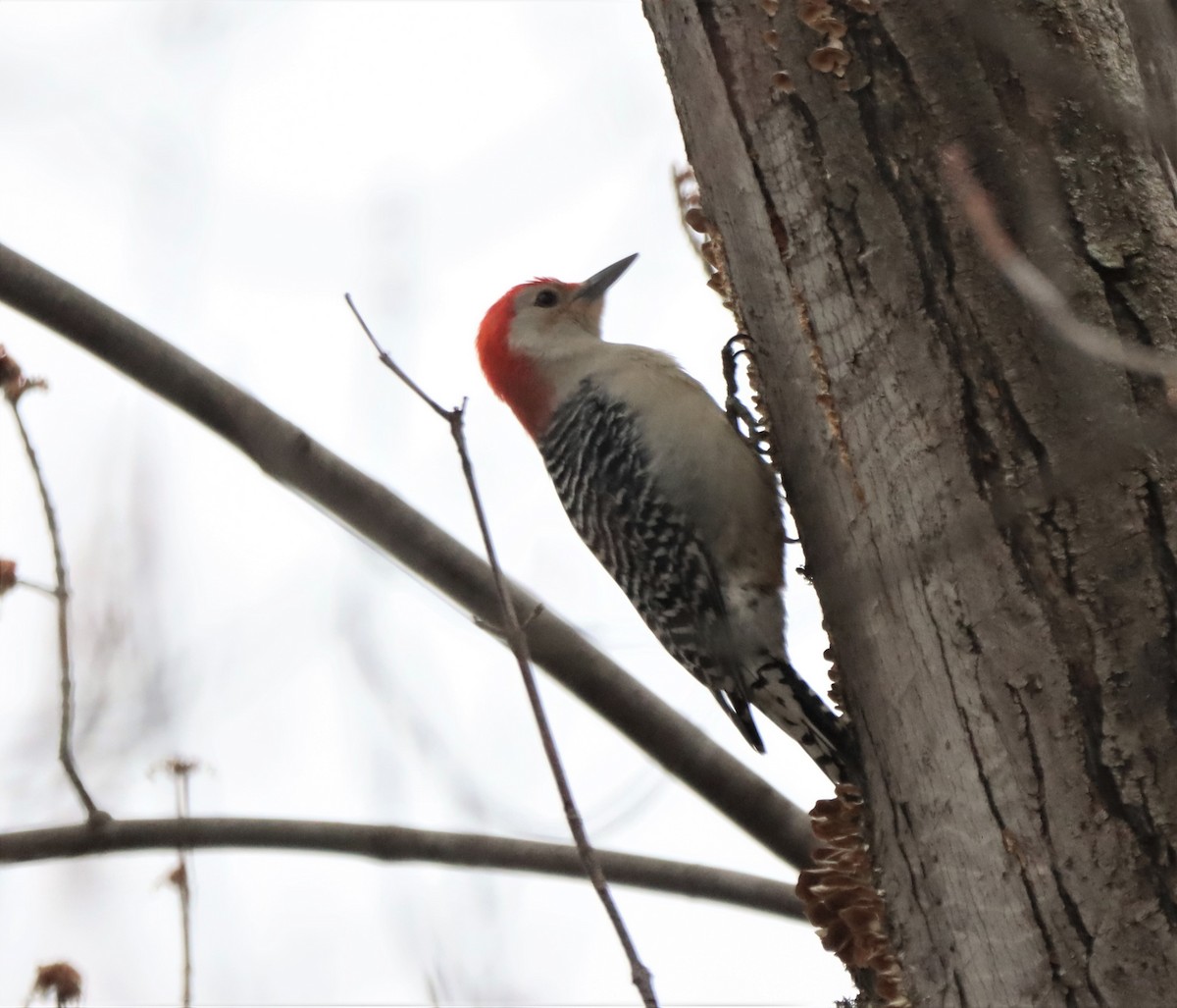 Red-bellied Woodpecker - ML617234986