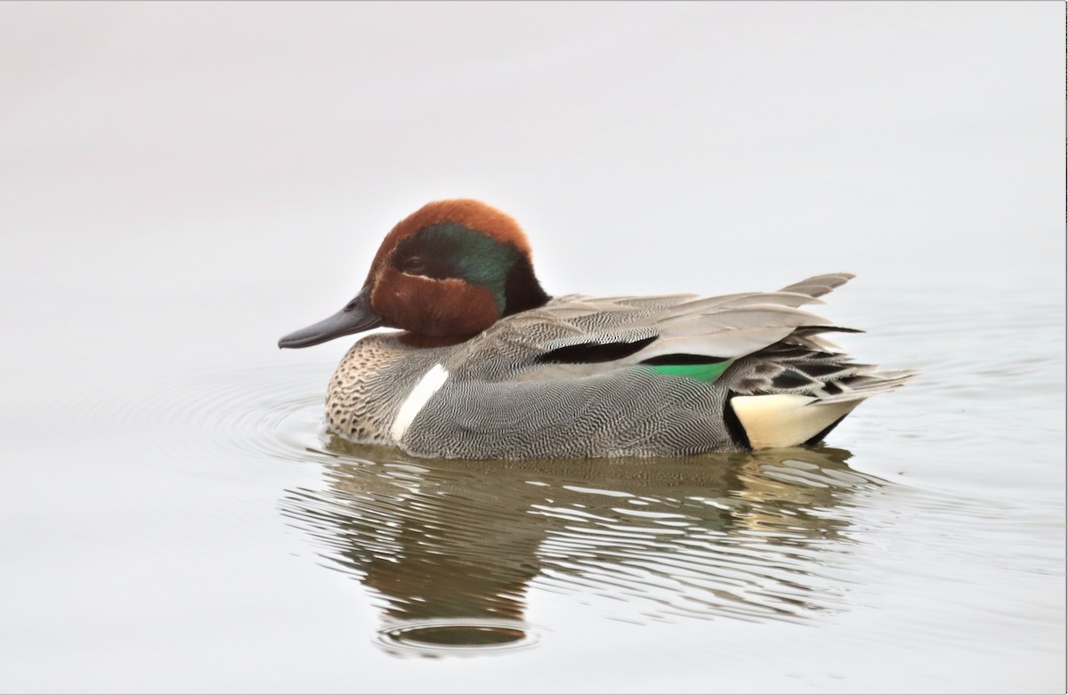 Green-winged Teal - ML617235022