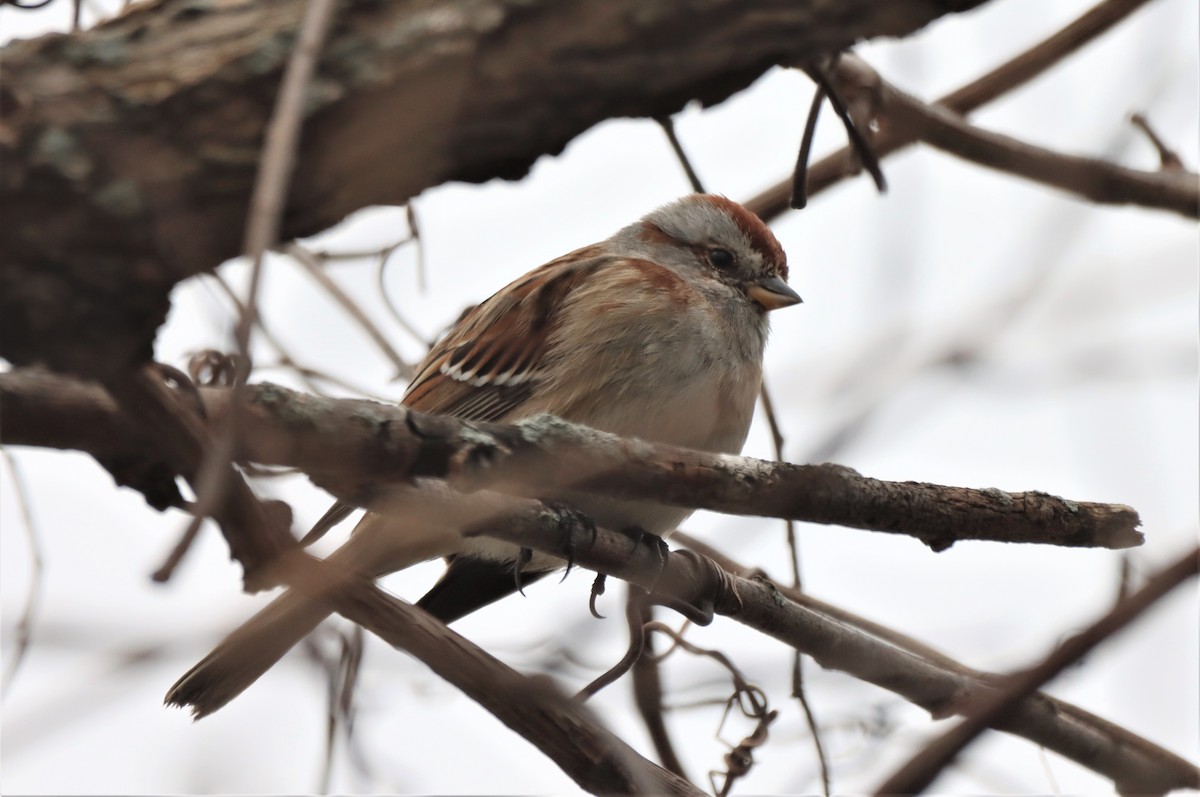 American Tree Sparrow - ML617235099