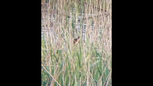 Great Reed Warbler - ML617235103