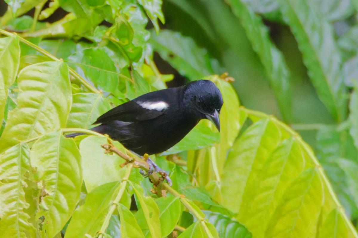 White-shouldered Tanager - ML617235248