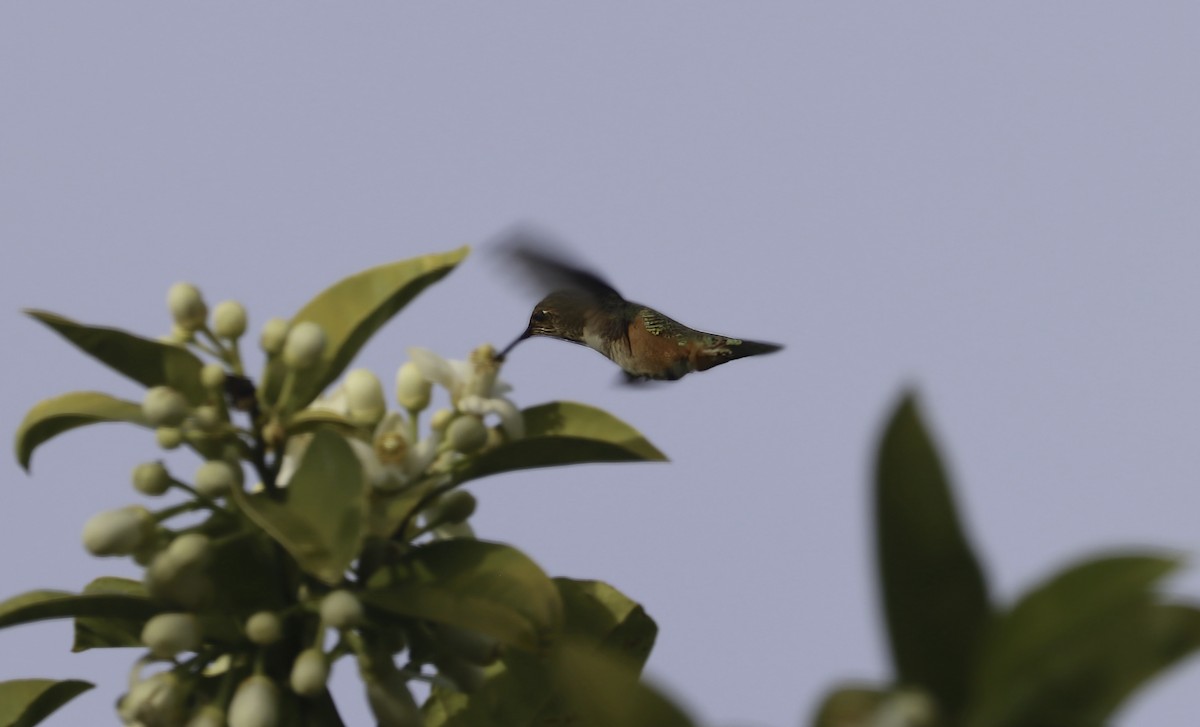 Rufous Hummingbird - ML617235354