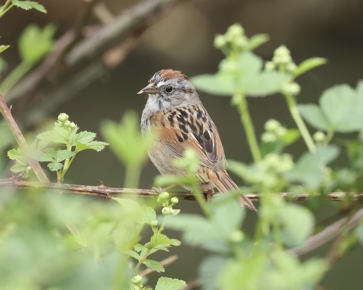 Swamp Sparrow - Debbie Kosater