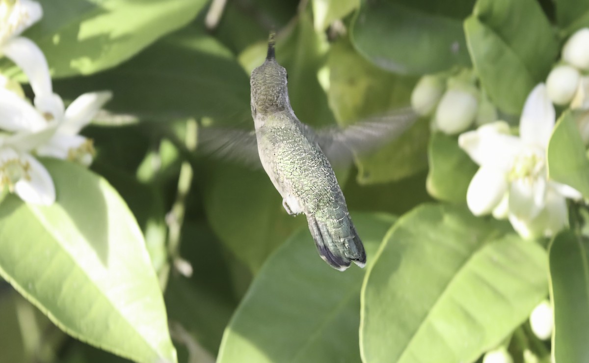 hummingbird sp. - ML617235387