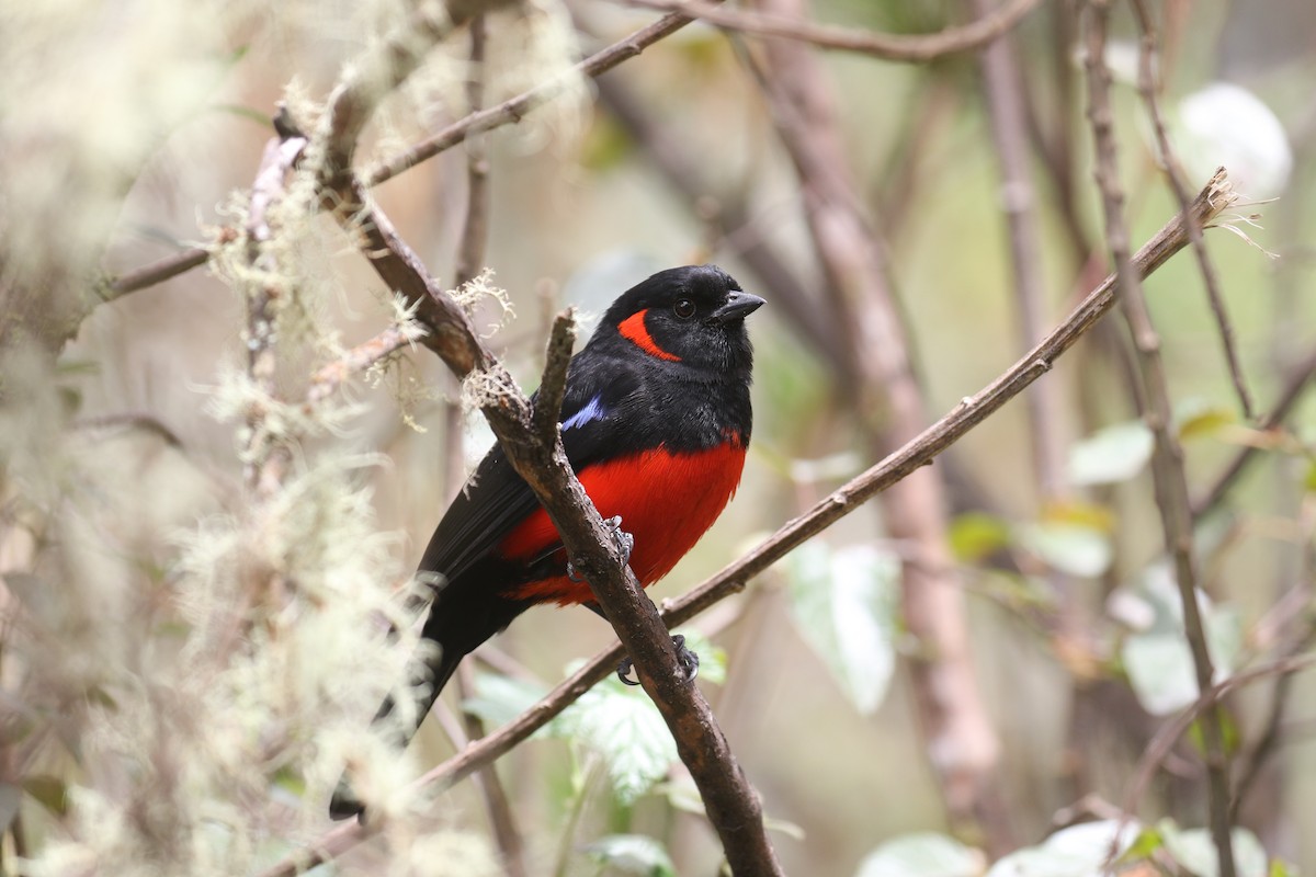 Scarlet-bellied Mountain Tanager - ML617235453