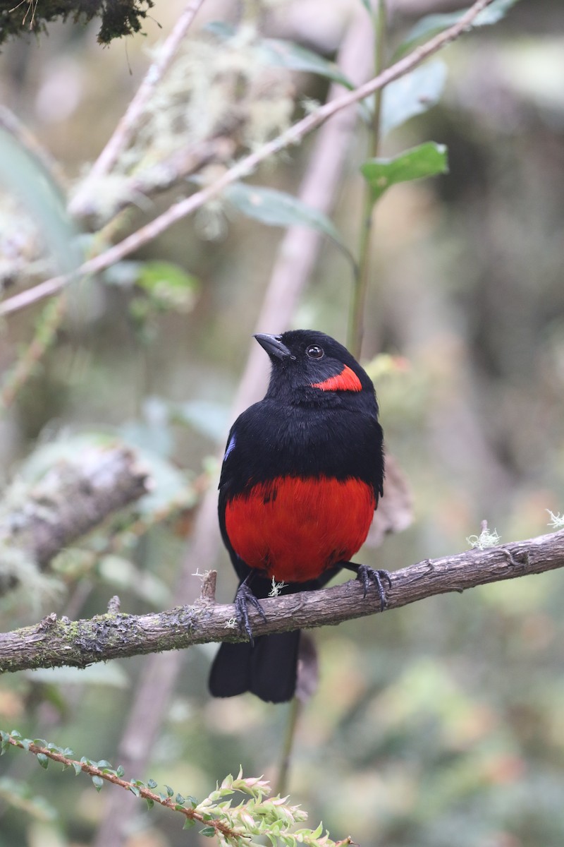 Scarlet-bellied Mountain Tanager - ML617235455