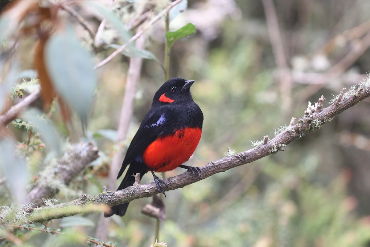 Scarlet-bellied Mountain Tanager - ML617235456