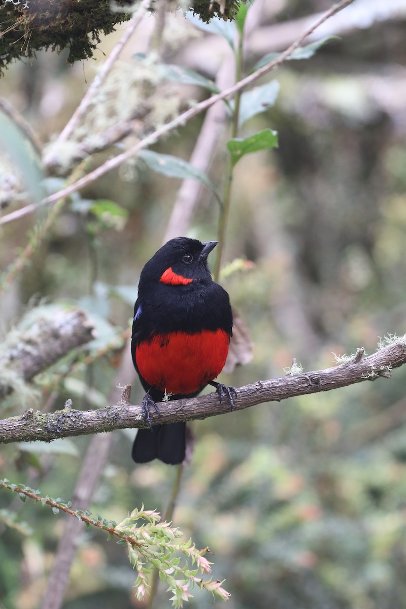 Scarlet-bellied Mountain Tanager - ML617235457