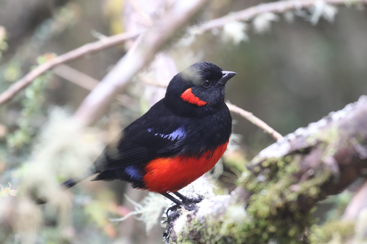 Scarlet-bellied Mountain Tanager - ML617235458