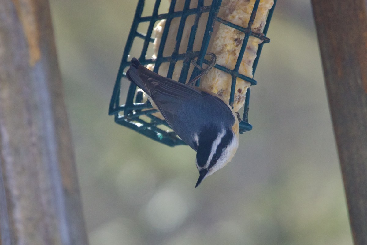 Red-breasted Nuthatch - ML617235487