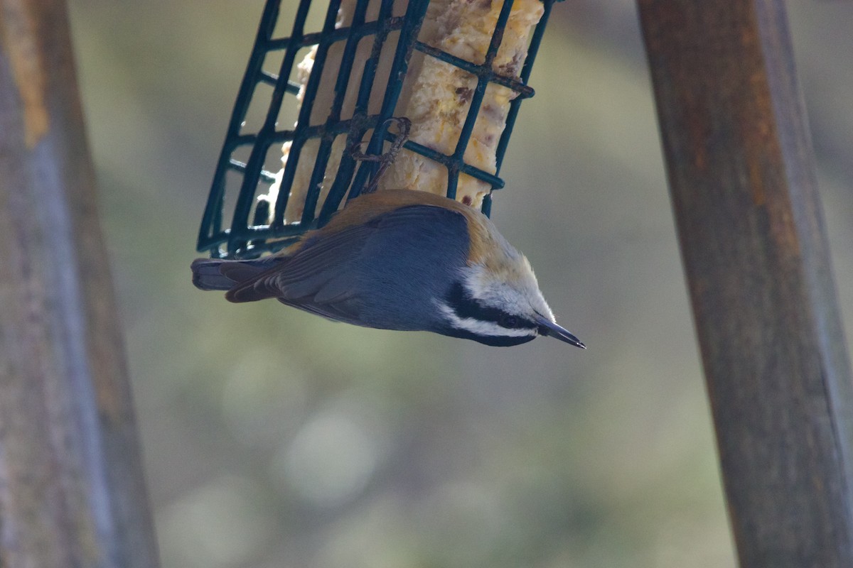 Red-breasted Nuthatch - ML617235488