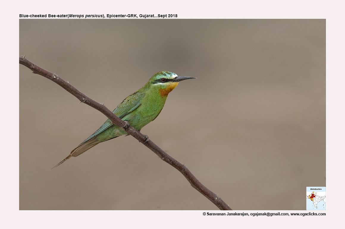 Blue-cheeked Bee-eater - ML617235489