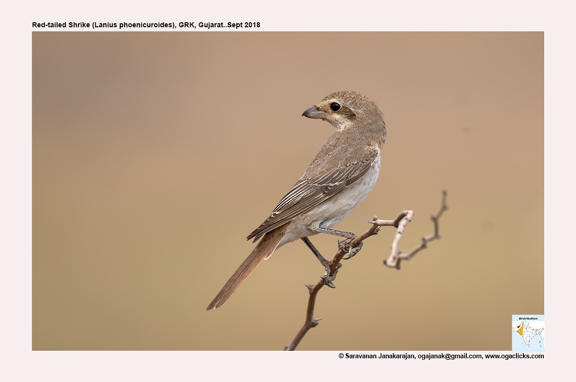 Red-tailed Shrike - ML617235492