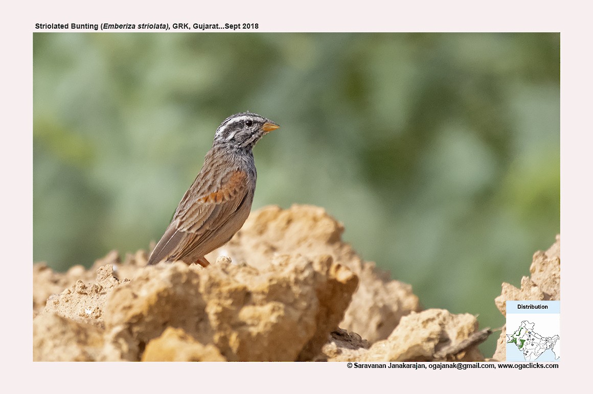 Striolated Bunting - ML617235494