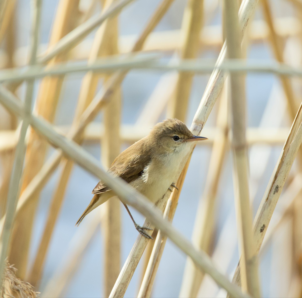 Common Reed Warbler - ML617235506