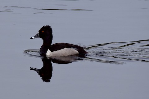 Ring-necked Duck - ML617235507