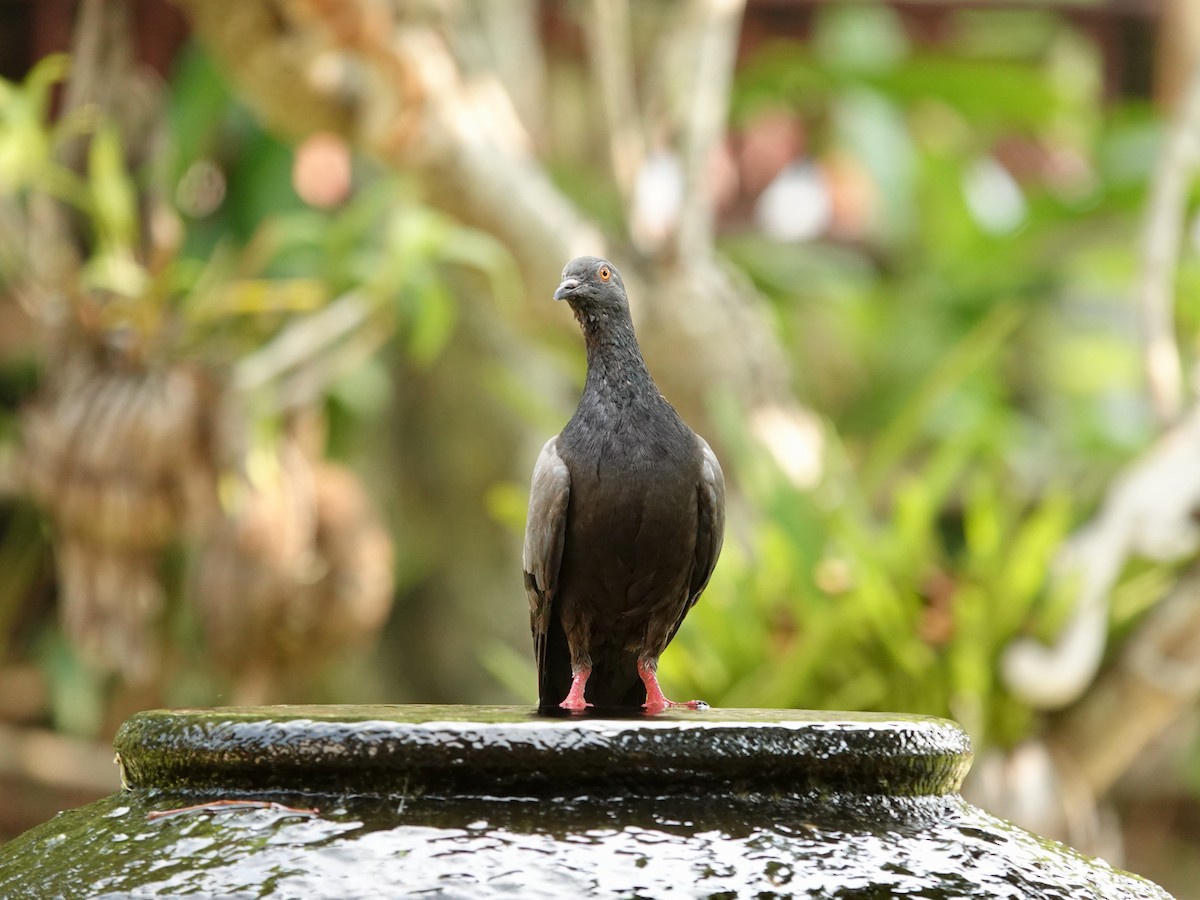 Rock Pigeon (Feral Pigeon) - ML617235550