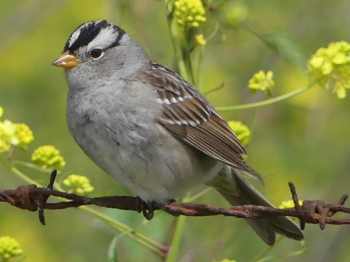 White-crowned Sparrow - ML617235581