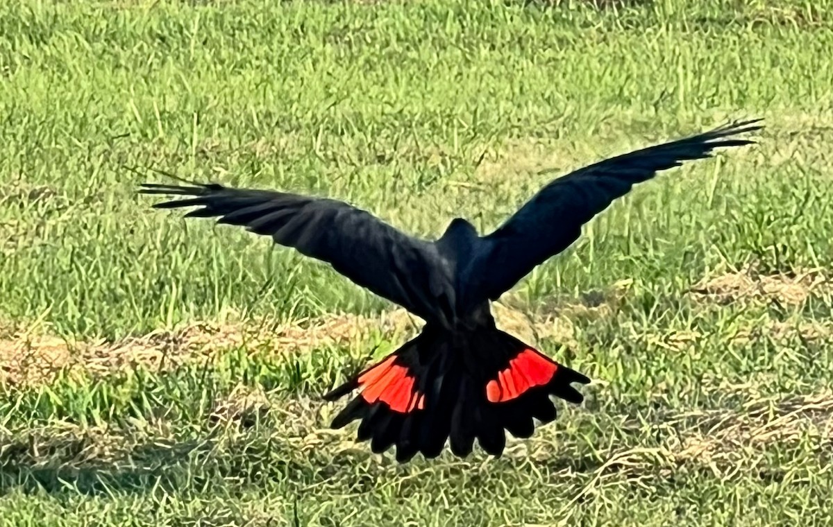 Red-tailed Black-Cockatoo - ML617235635
