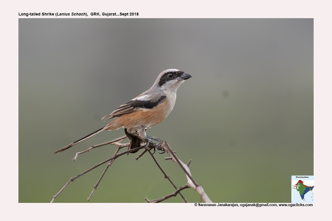 Long-tailed Shrike - Saravanan Janakarajan