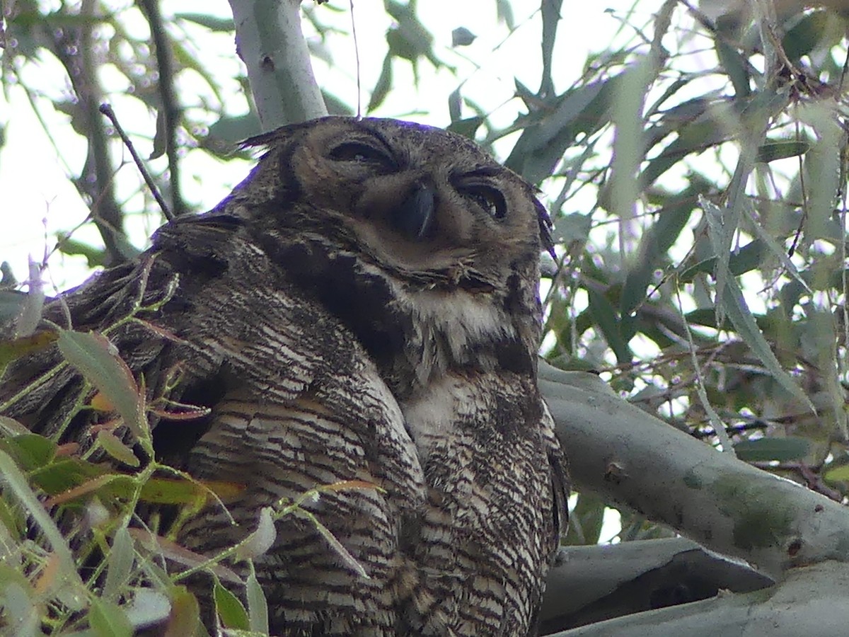Great Horned Owl - ML617235744