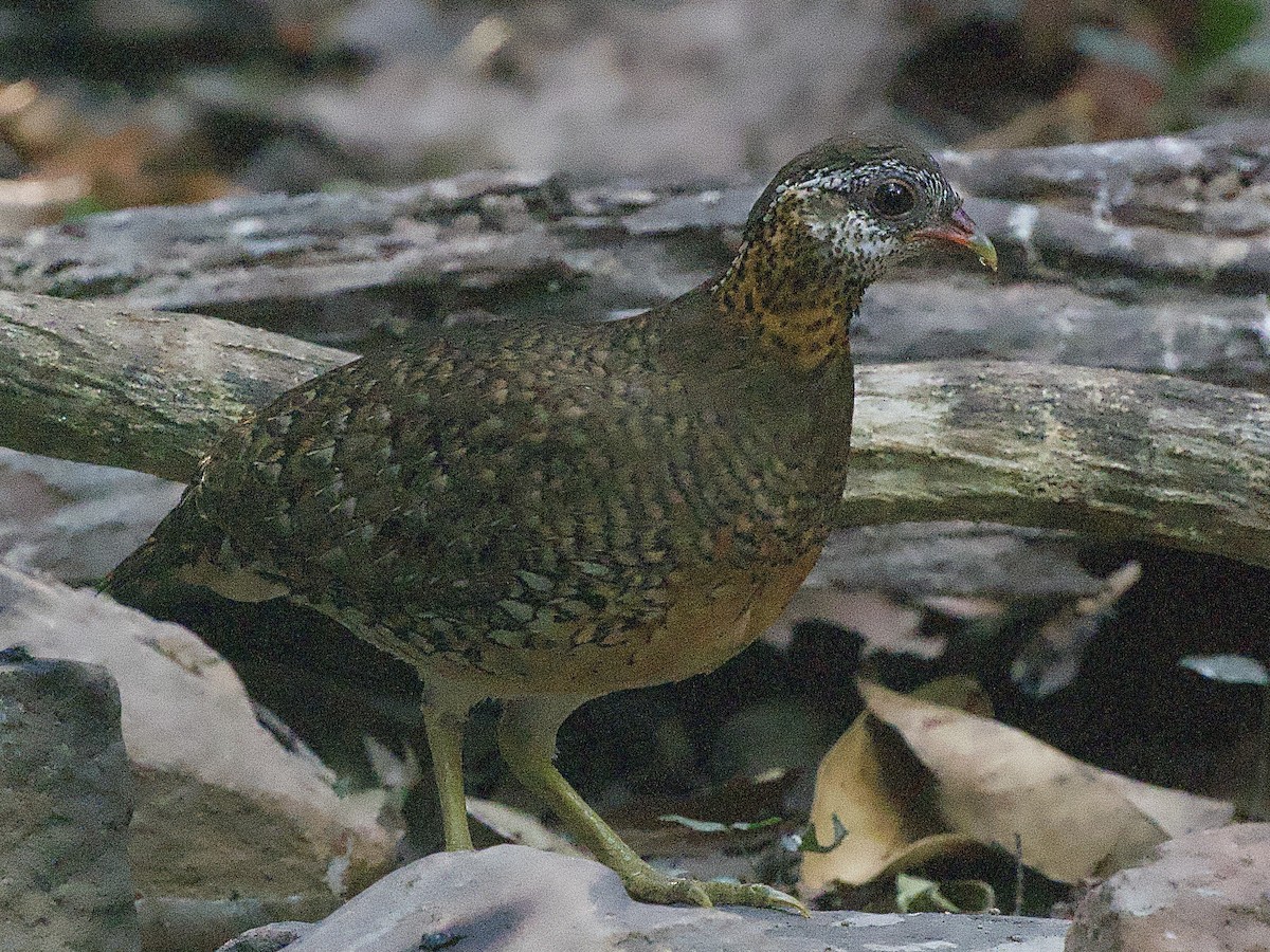 Scaly-breasted Partridge - ML617235820