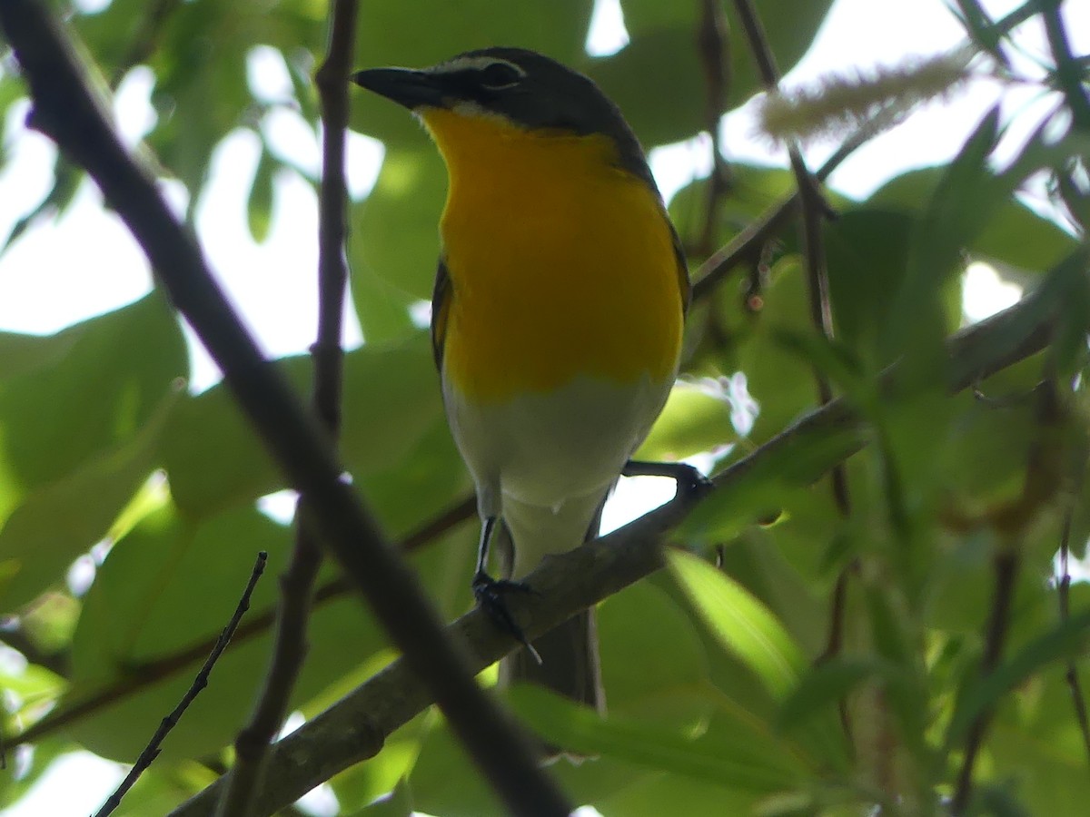 Yellow-breasted Chat - ML617235837