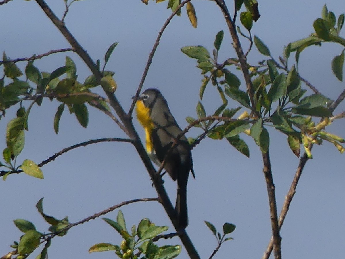Yellow-breasted Chat - ML617235839