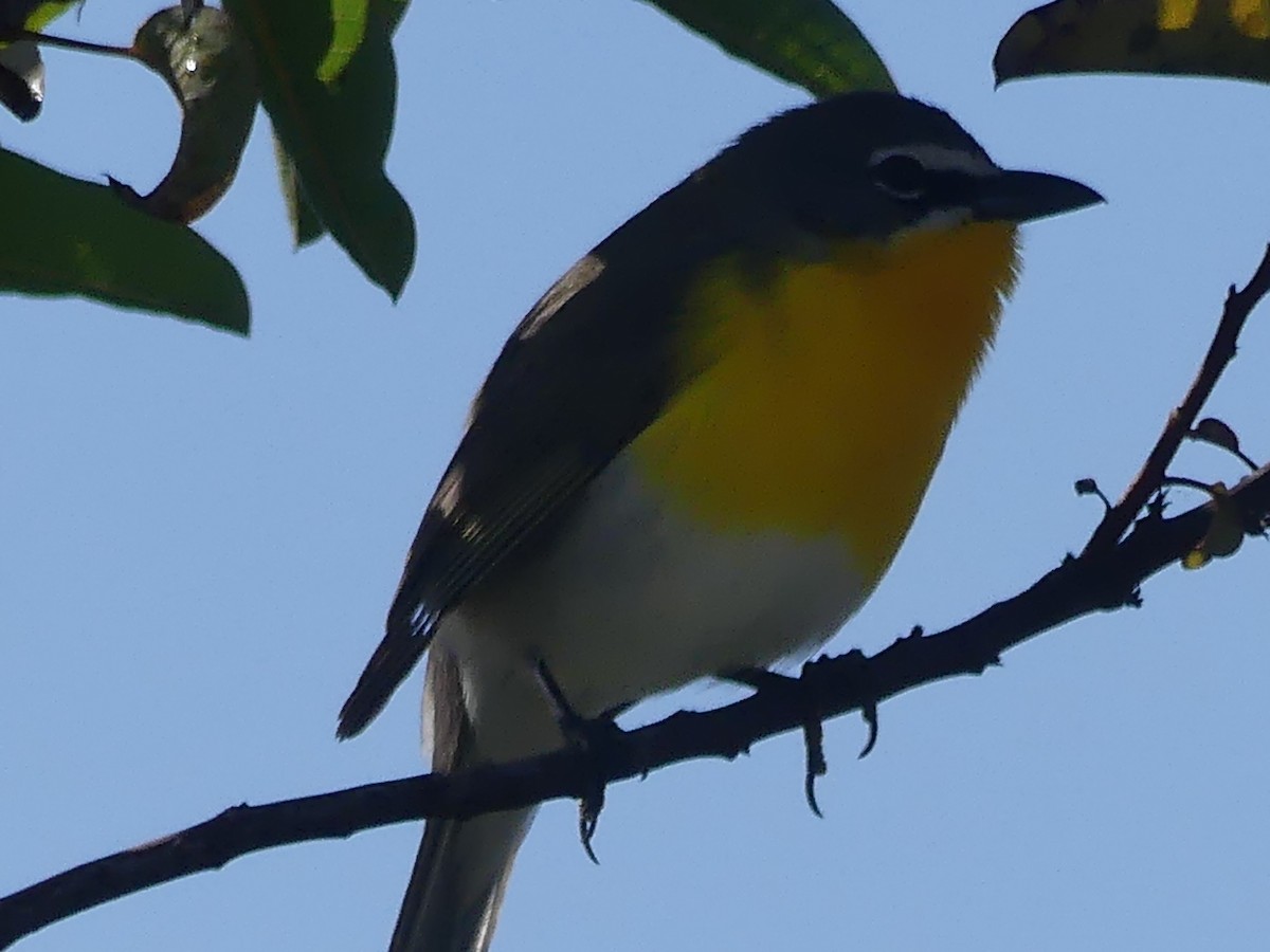 Yellow-breasted Chat - ML617235840