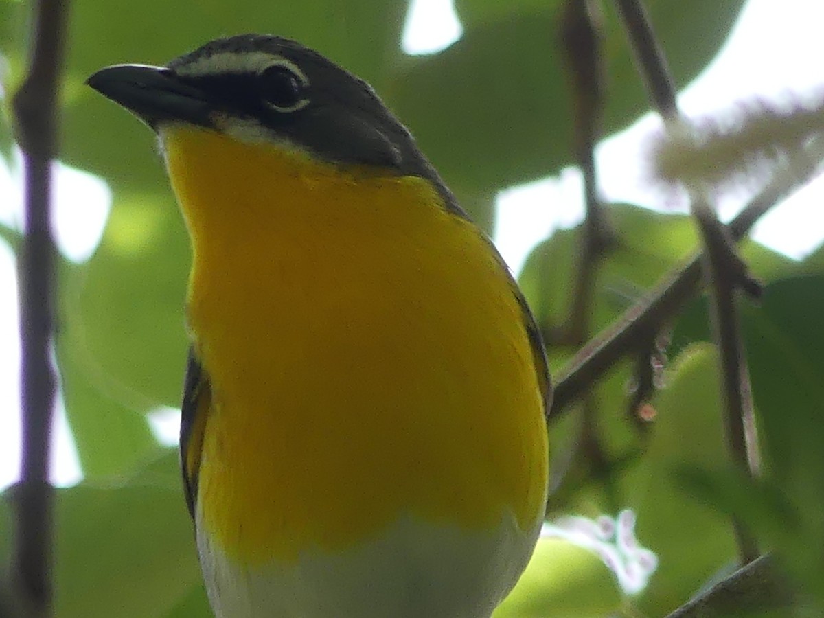 Yellow-breasted Chat - ML617235841