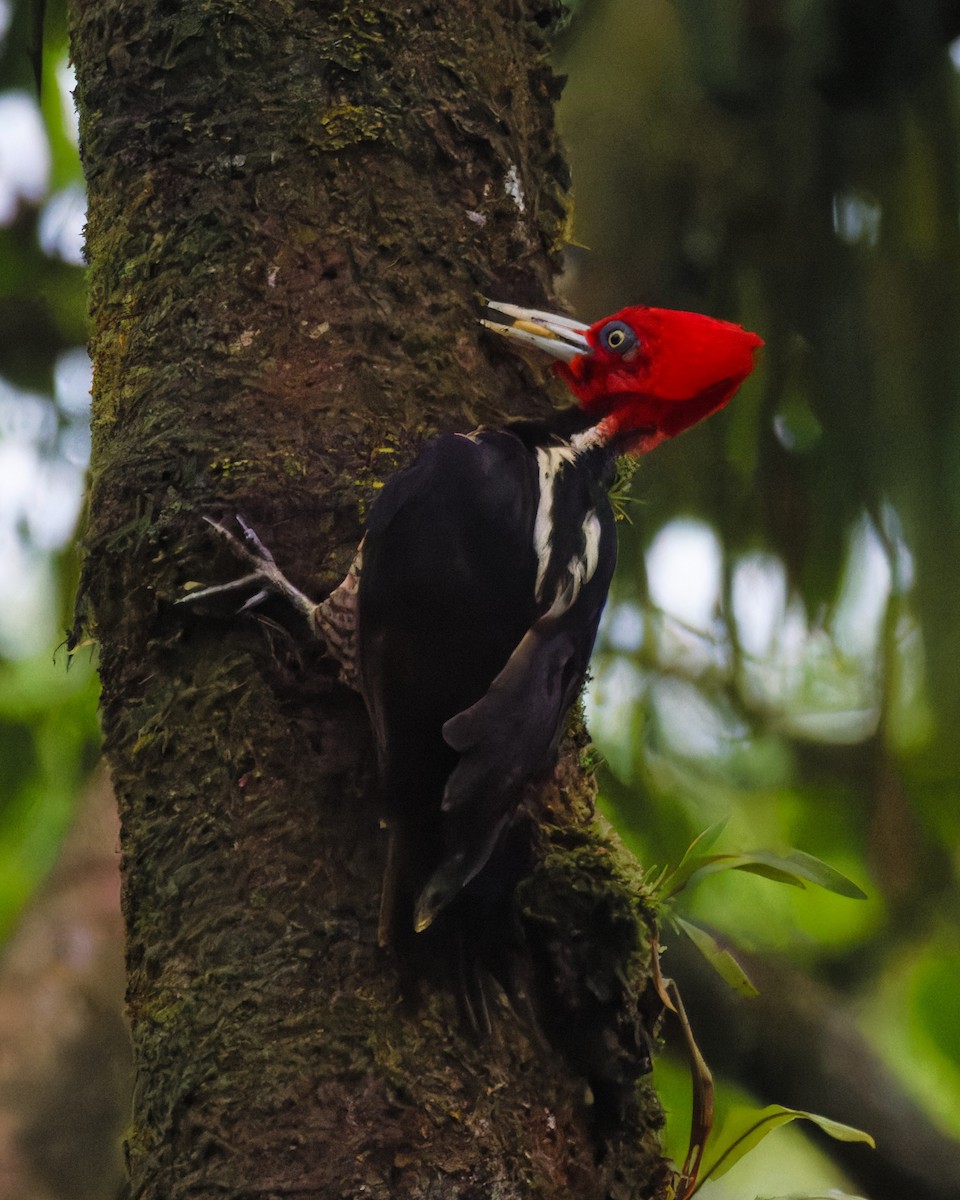 Pale-billed Woodpecker - Timothy Burnett