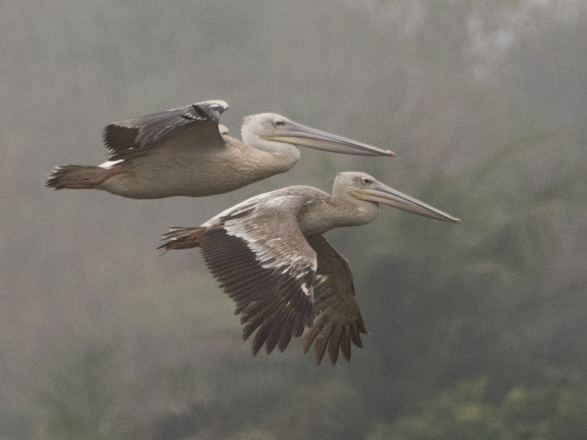 Pink-backed Pelican - ML617236163