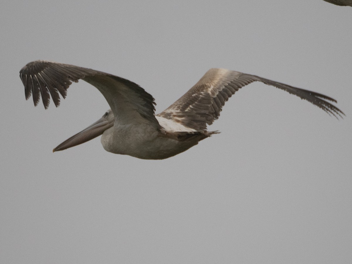 Pink-backed Pelican - ML617236166
