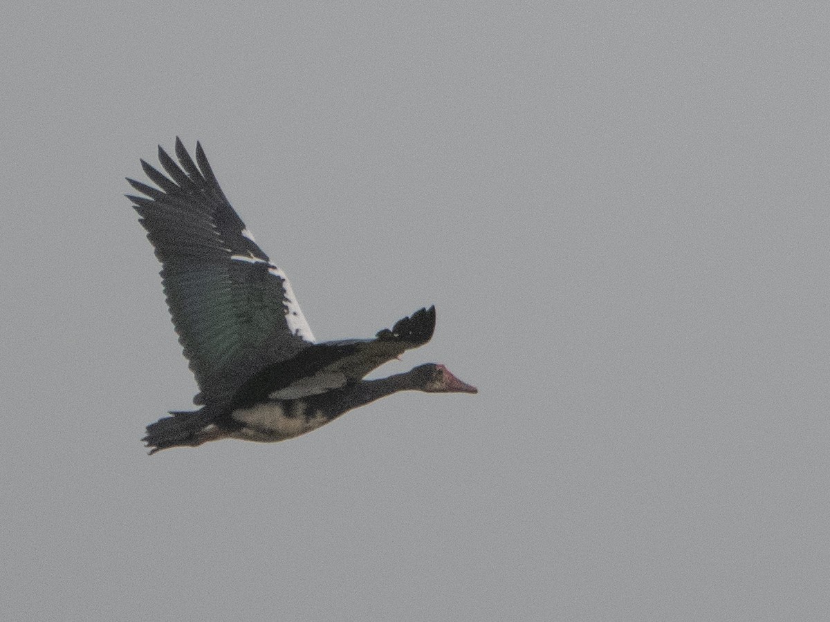 Spur-winged Goose - ML617236248
