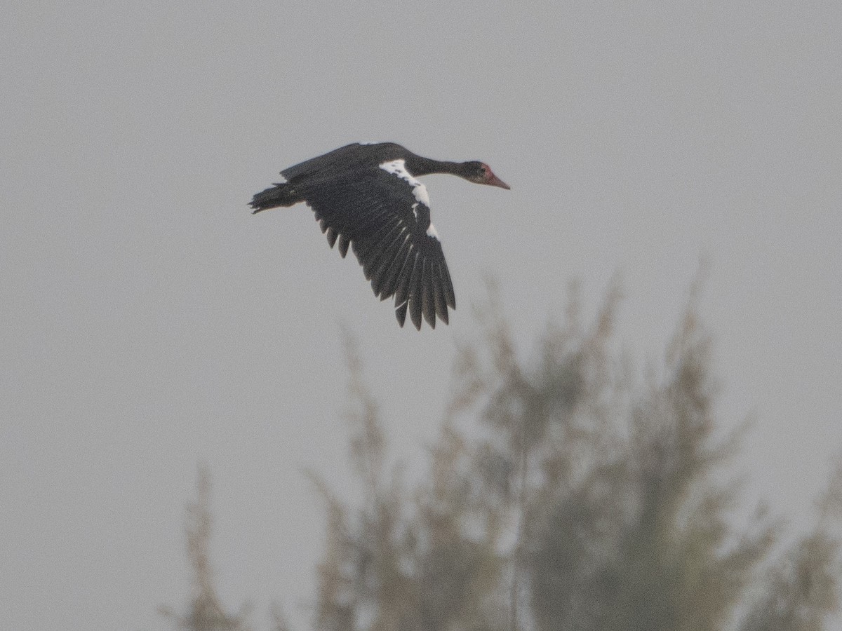 Spur-winged Goose - ML617236249