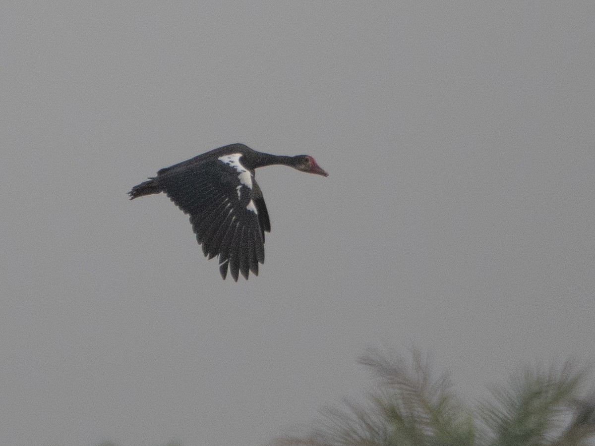 Spur-winged Goose - ML617236250