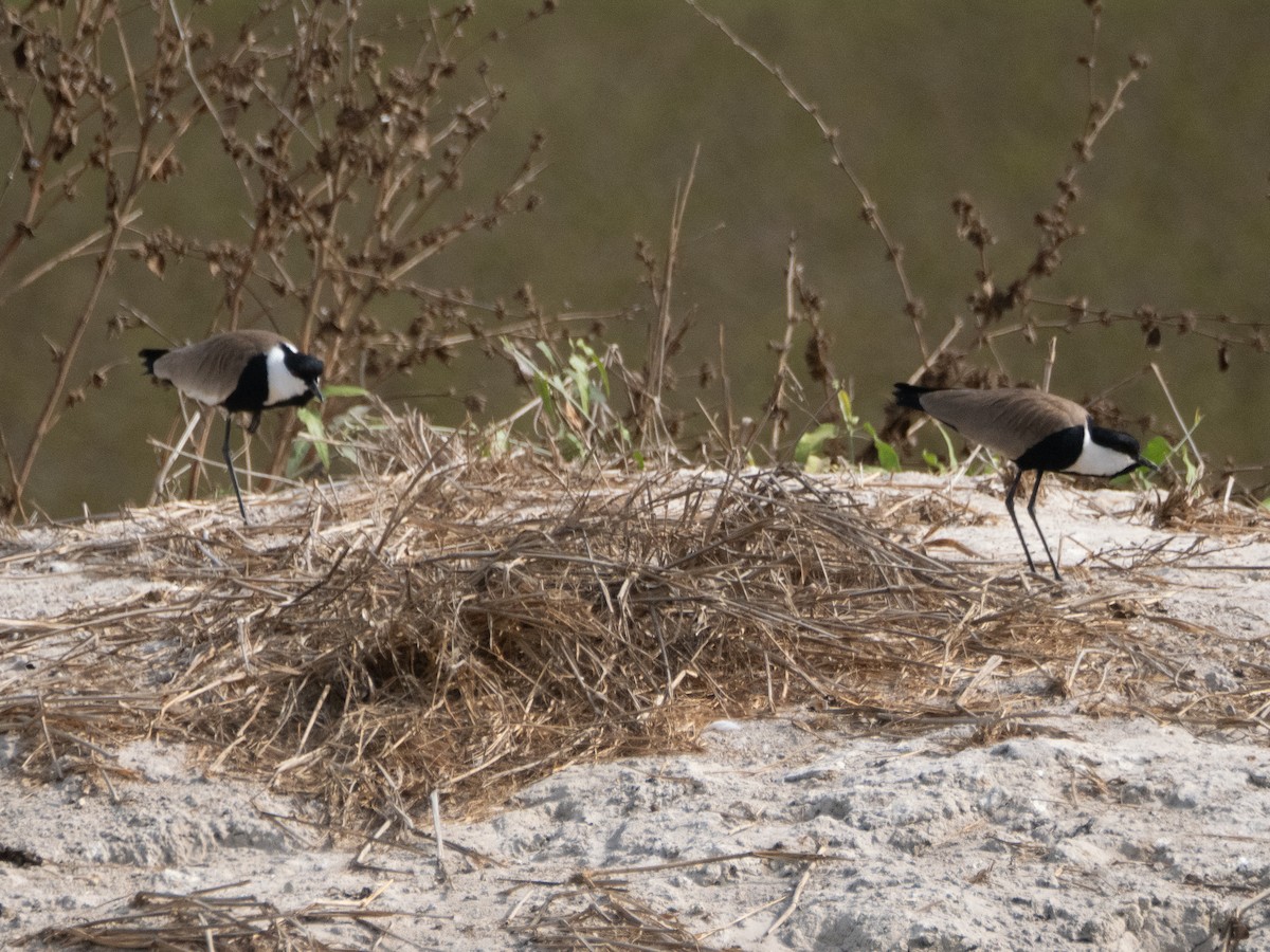 Spur-winged Lapwing - ML617236287