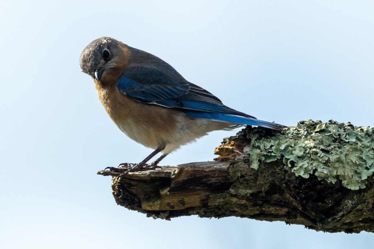 Eastern Bluebird - KIRK BELLER